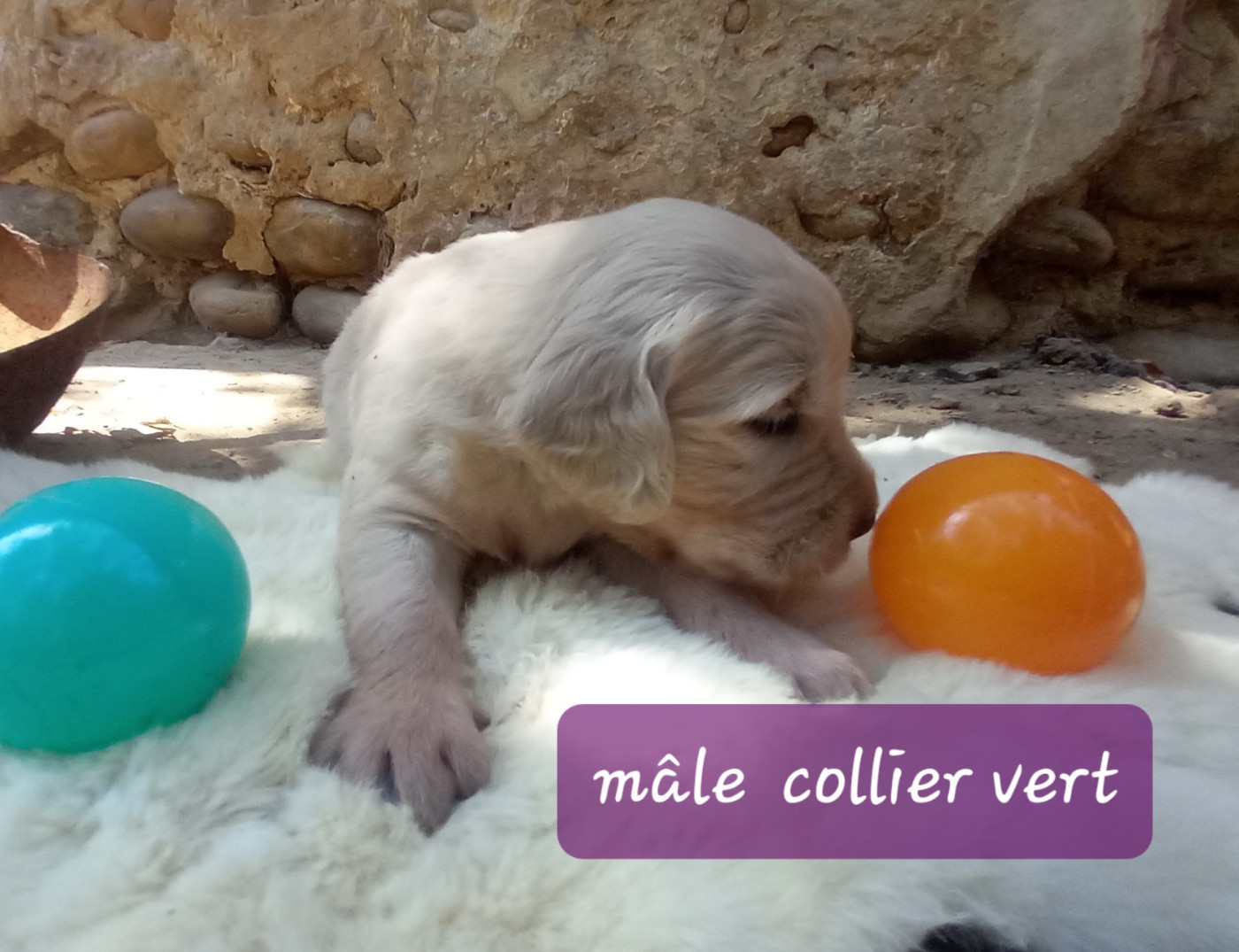 Eugenie Decomps - Chiots disponibles - Golden Retriever