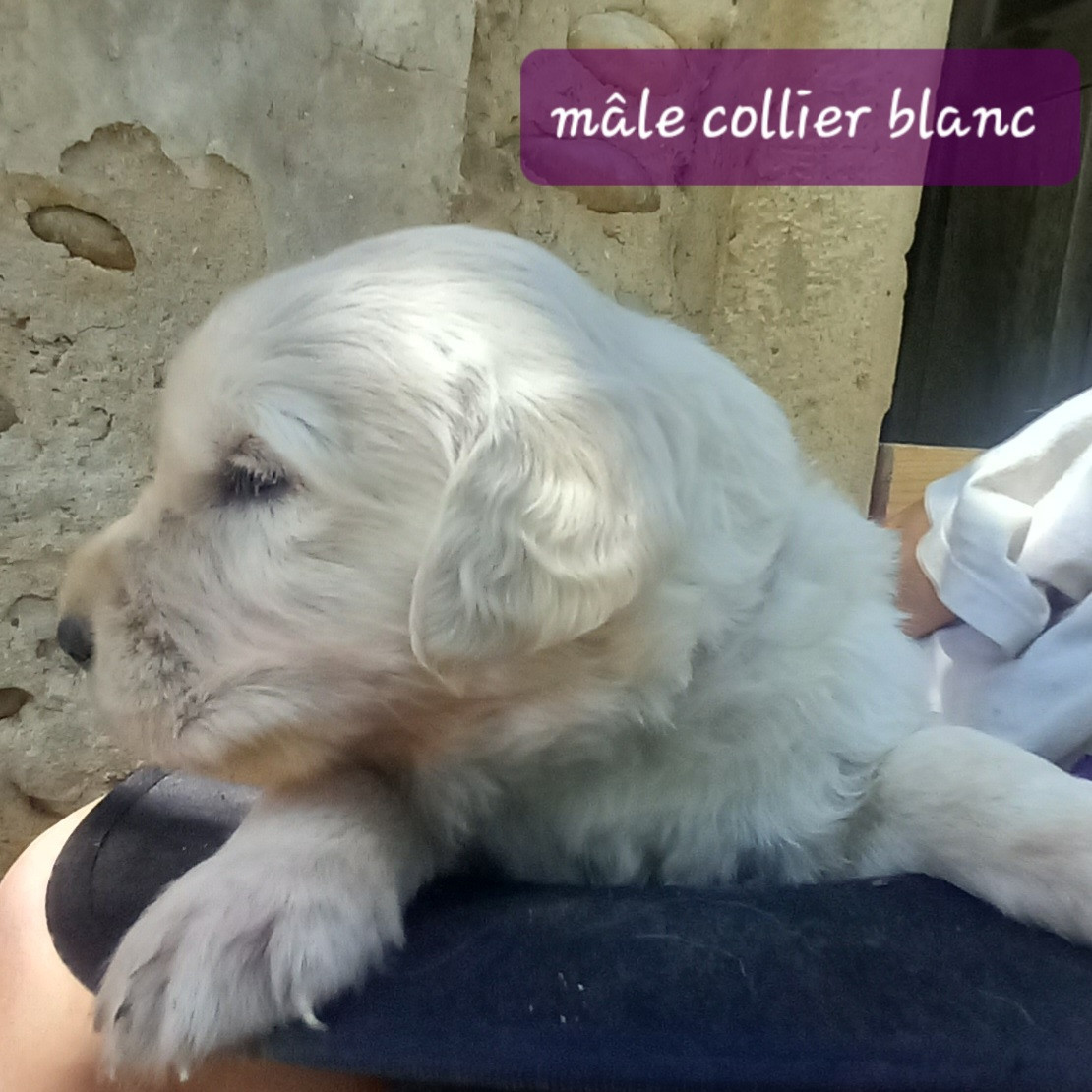 Eugenie Decomps - Chiots disponibles - Golden Retriever