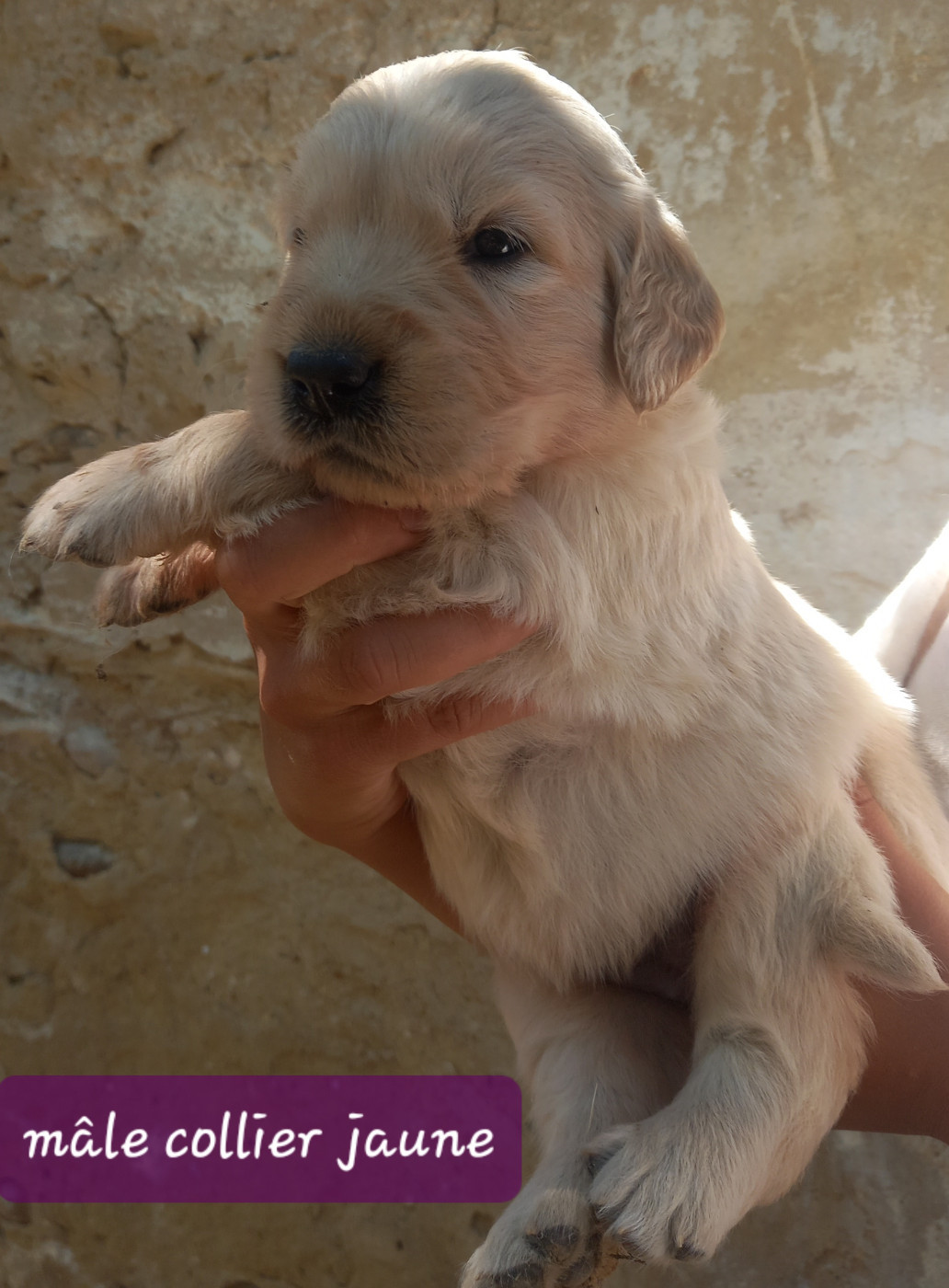 Eugenie Decomps - Chiots disponibles - Golden Retriever