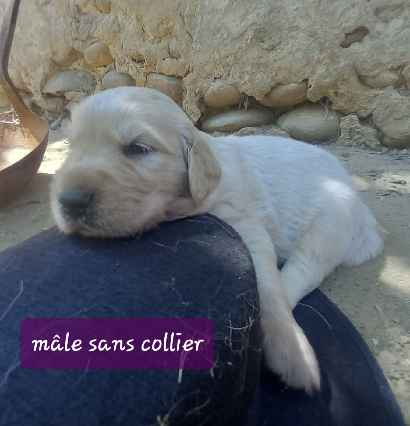 Eugenie Decomps - Chiots disponibles - Golden Retriever