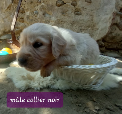Mâle collier noir