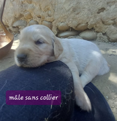 Mâle sans collier