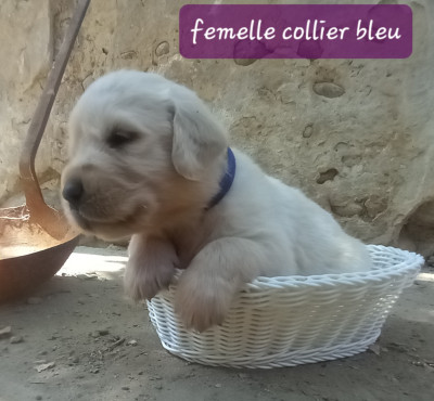 Femelle collier bleu